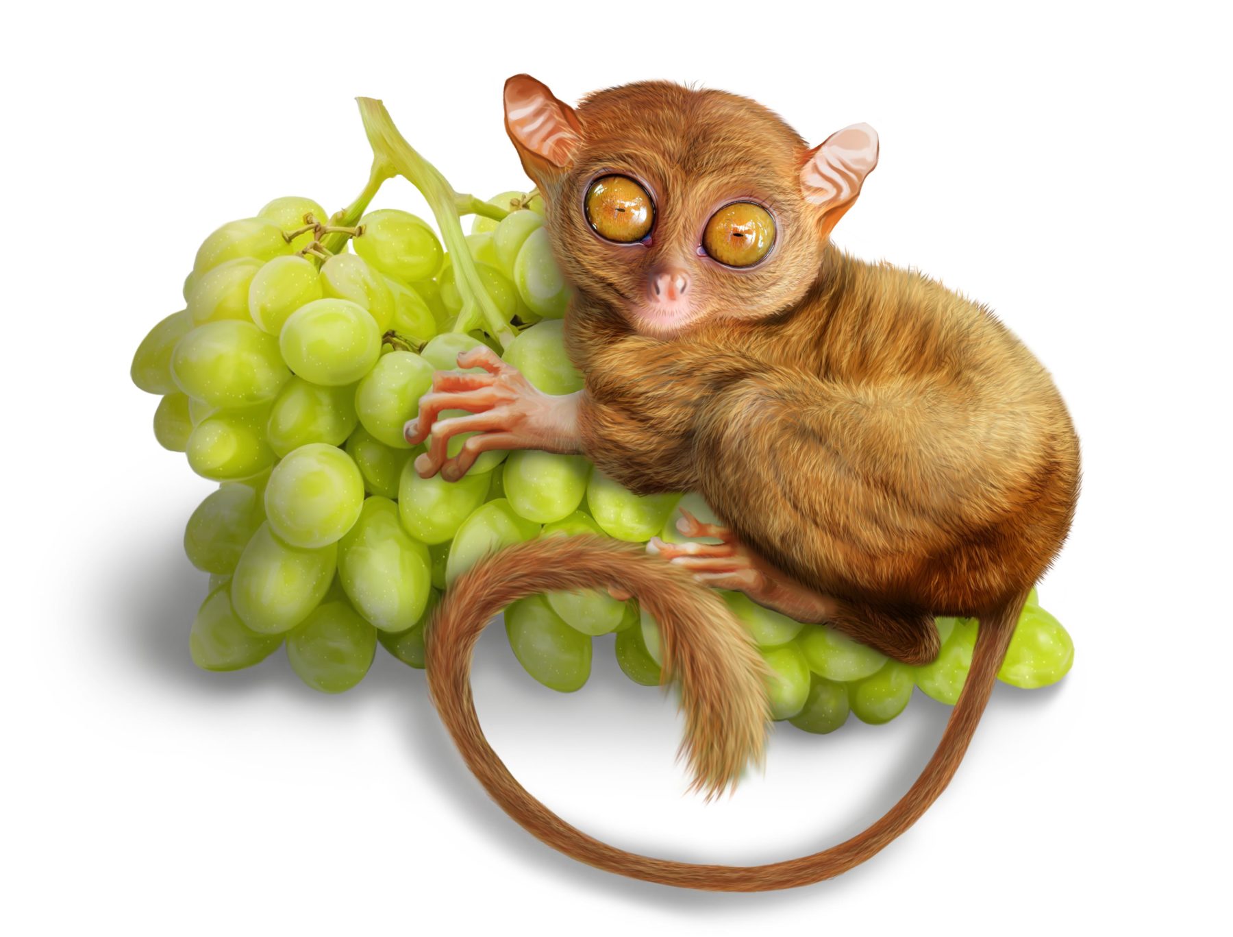 chantal-tarsier