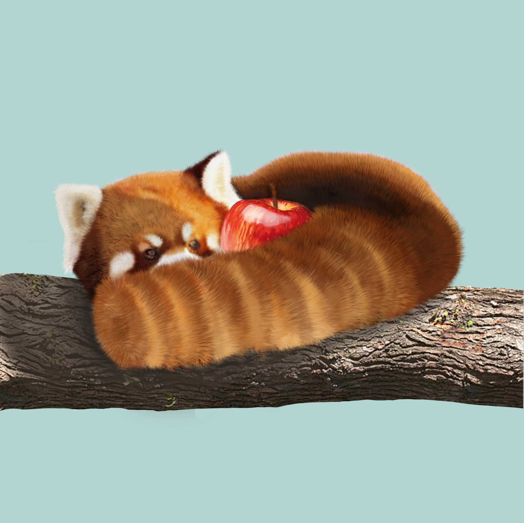panda-roux-emma-lefebvre